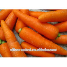 fresh carrot for sale